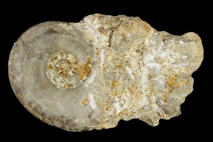 Fossil Ammonite (Dieneroceras) - Idaho #117196